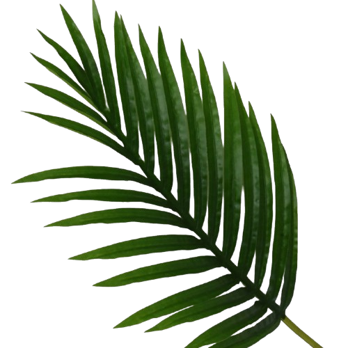 Palm Leaf